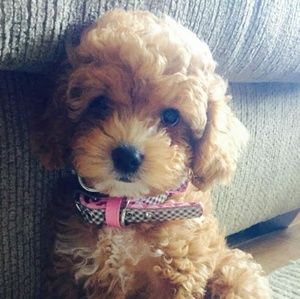 Meet your Posher, Sasha